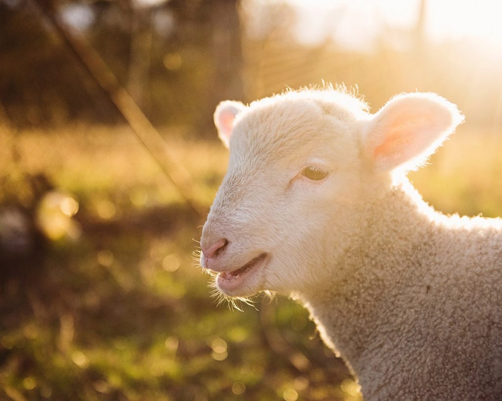 Avslöjade fem myter om ulliga lamm