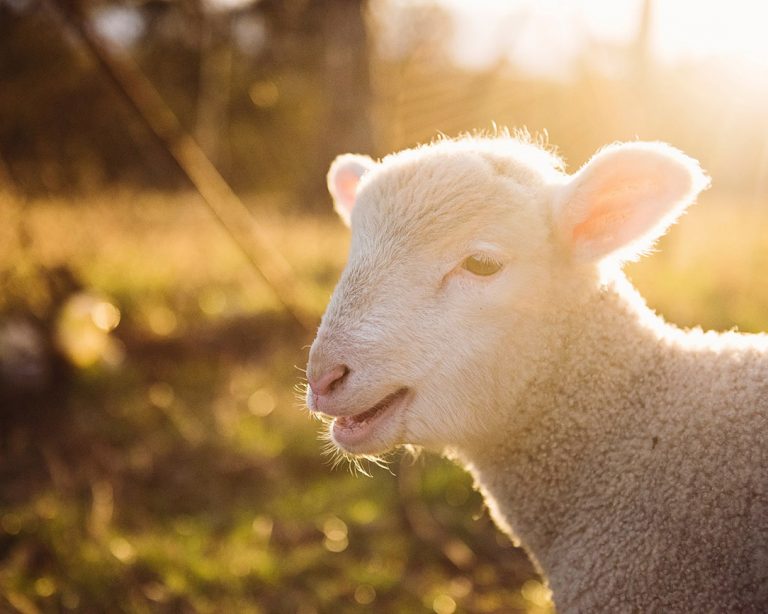 Fem myter om uldne lammebørn er afsløret