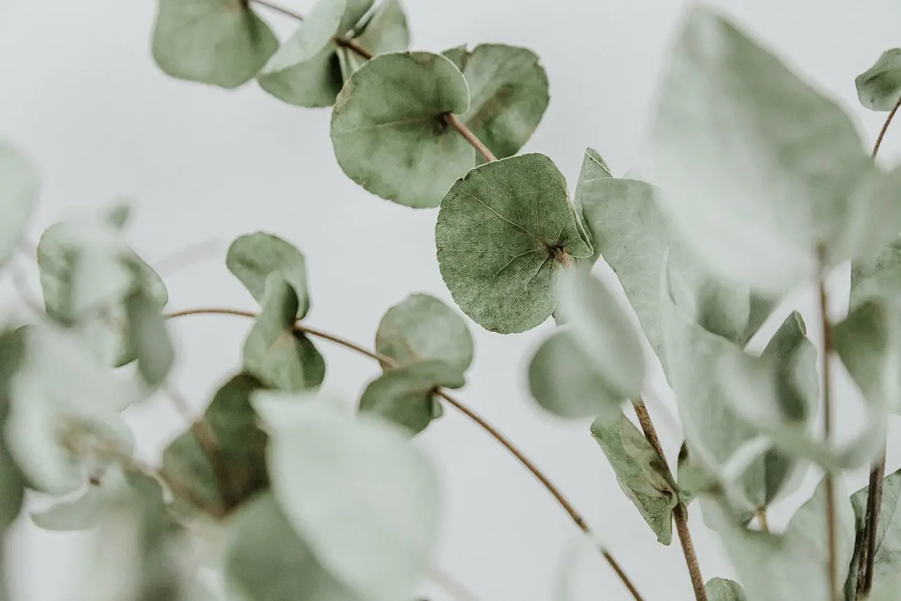 closeup of green flower leafs