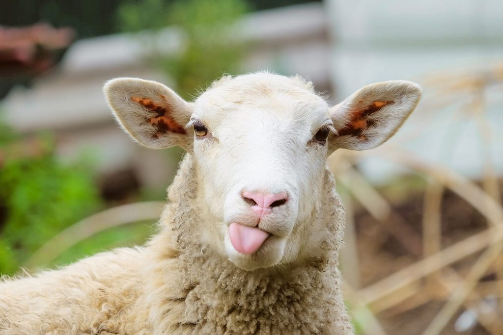 Home of Wool Villan oudot käyttötarkoitukset - lampaat