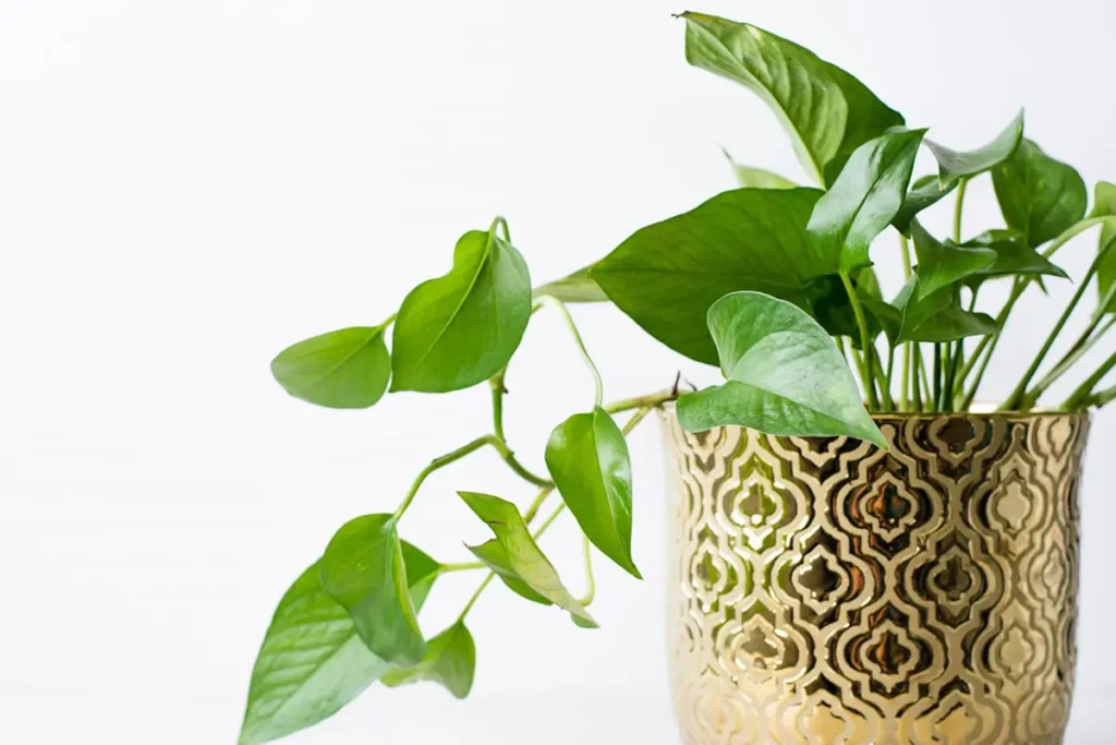 pianta di pothos in un vaso