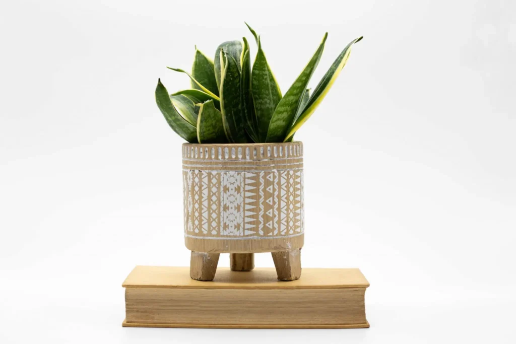 pianta serpente in un vaso