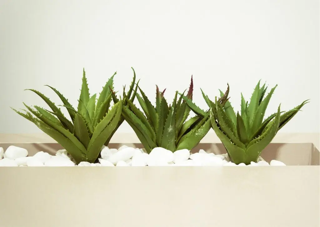 3 Aloe-Vera-Pflanzen mit weißen Steinen