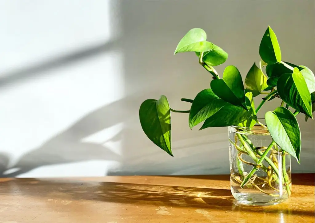 devil's ivy in a glass