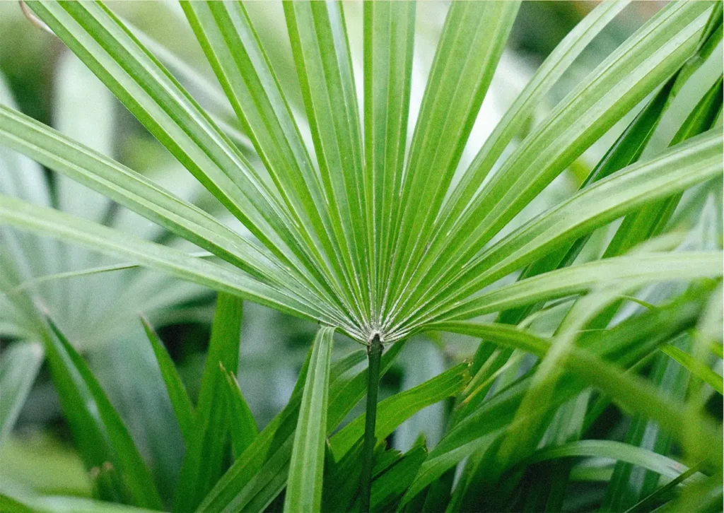 lady palm plant