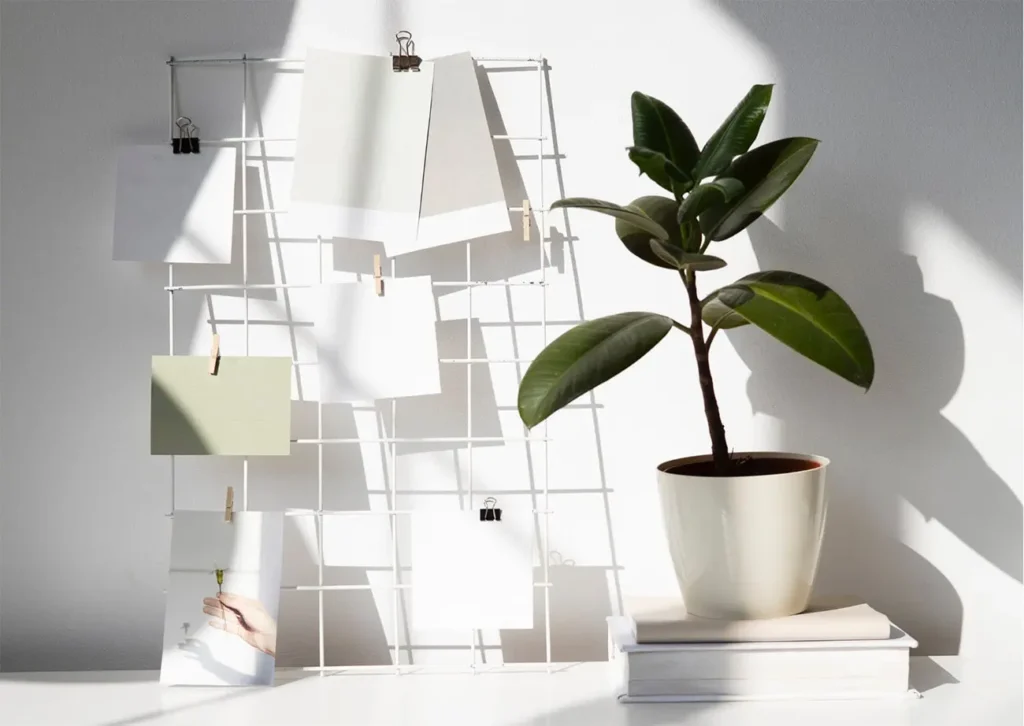 rubber plant ficus elastica in a vase