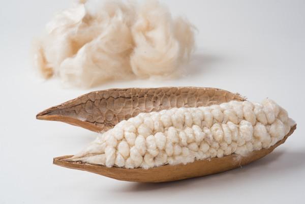 Шушулка от капок и светли влакна. Снимка: Tsukuba Cotton.